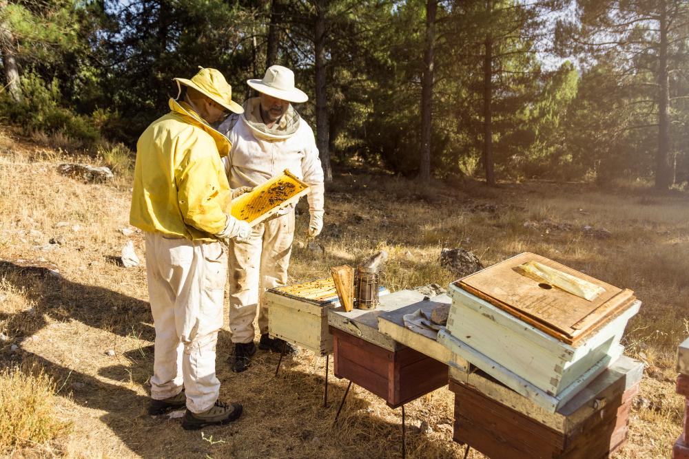 Aberta a convocatoria do 2022 das axudas á apicultura | 1 de agosto - 31 de decembro | PRAZO PECHADO